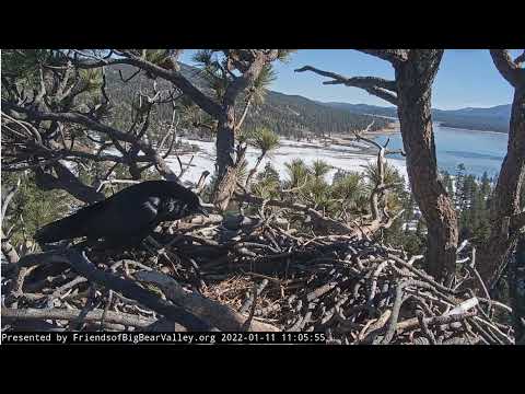 Kraukļa dziesma Big Bear Bald Eagle Live Nest Cam