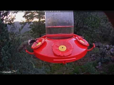 Video 2016 08 28 084411 Lucifer edit