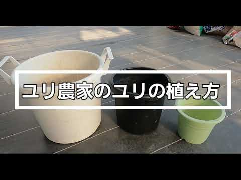 オリエンタルユリ 植物