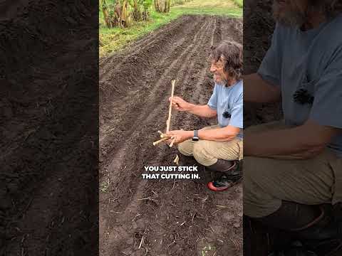 Cassava Planting Guide: From Stem Cuttings (Part 2)