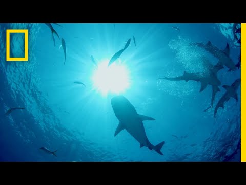海豚如何躲避鯊魚的攻擊｜鯊魚與海豚。鯊魚與海豚的血戰 (How Dolphins Evade Shark Attacks | Sharks vs. Dolphins: Blood Battle)