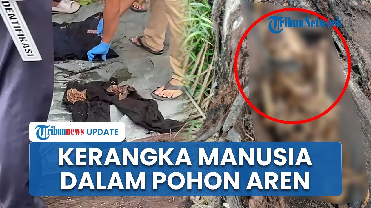 Geger! Temuan Kerangka Manusia Dalam Pohon Aren yang Tumbang di Sumut, Ada Baju hingga Hp