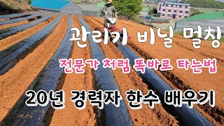비닐 멀칭 잘 만드는법 20년 경력자에게 한수 배웠습니다  꼭 보세요 진자 도움되요