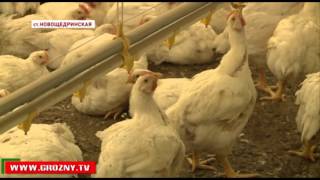 Рамзан Кадыров дал высокую оценку фермерскому хозяйству «Жайна»