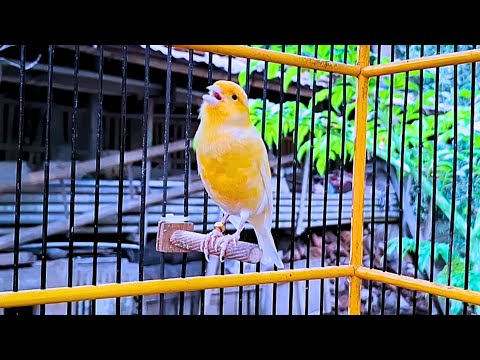 First Canary Singing After Molting - Canary 's Training Song