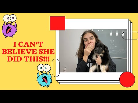 FIRST 48HOURS WITH PUPPY GONE WRONG!!!