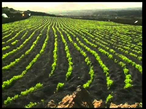 The end times II- The golden age