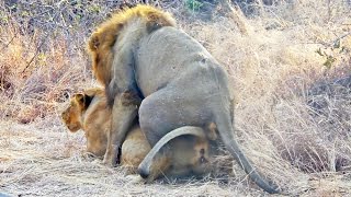 Lions Mating Next to the Road - Extreme Close Up