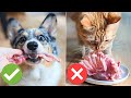 4 Common Mistakes When Feeding Raw Bones To Your Pet