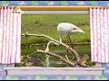 The Amazing World Flamingo S