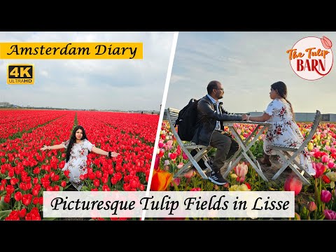 Tulip Fields and Tulip Barn | Lisse | Amsterdam Diary | 4K #tulip #sumananddeepdiaries