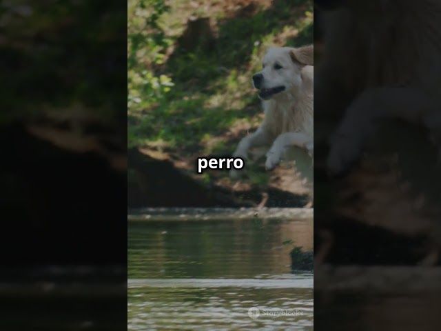 Vídeo relacionado con Historias Reales de Perros para Niños: 30 Cuentos de Perros para Niños Amantes de los Perros, Perros Heroicos y Rescatistas, Aventuras Reales Contadas por los Propios Perros