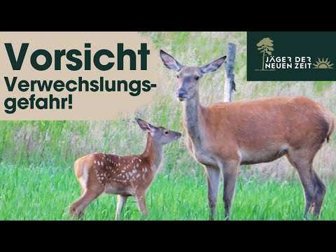 Leading or not? Why you should take a closer look when hunting yearlings!