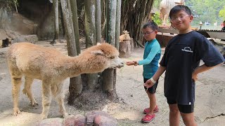 KEBUN BINATANG SAMPAI JAM 11 MALAM SUNWAY LAGOON WILDLIFE PARK ZOO