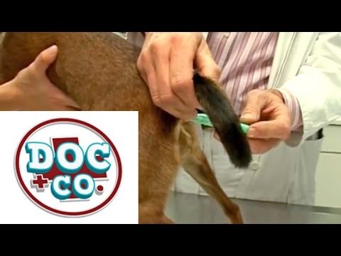 Taking pets' temperatures