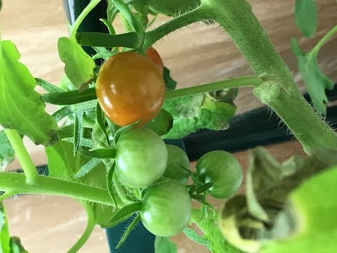 Indoor Hydroponic Tomato Plant In Kratky System Updates - 4/19