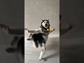 Haski Dance Daily Instatrend Haskidancedaily Shotsfeed
