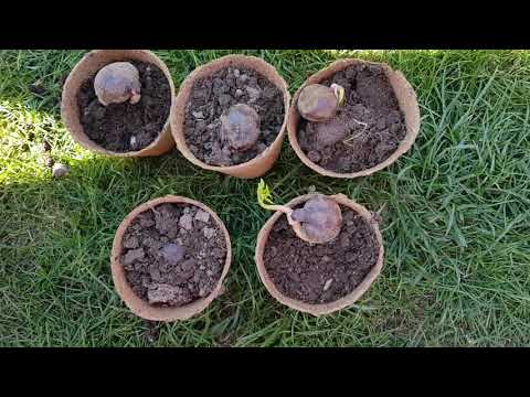 Teil 3 Kastanienbaum selber züchten