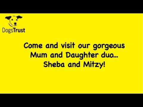 DogsTrust Glasgow - Mitzy and Sheba