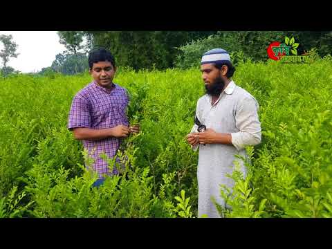 কামিনী(orange jasmine) - পাতা বিক্রি করে বছরে ০৪ লাখ টাকা আয়(বিঘায়)-অবিশ্বাস্য লাভজনক চাষ