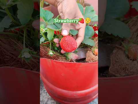 Strawberry cutting video 🍓☺️ #strawberry #fruit #plants #ytshorts #shorts #garden #gardening
