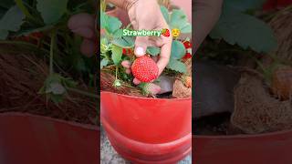 Download lagu Strawberry cutting video 🍓☺️ #strawberry #fruit #plants #ytshorts #shorts #garden #gardening mp3 Download lagu Strawberry cutting video 🍓☺️ #strawberry #fruit #plants #ytshorts #shorts #garden #gardening mp3