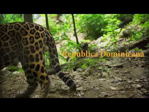 FRAIDY INK -🐯 “Yeah High” (Official Music Video)