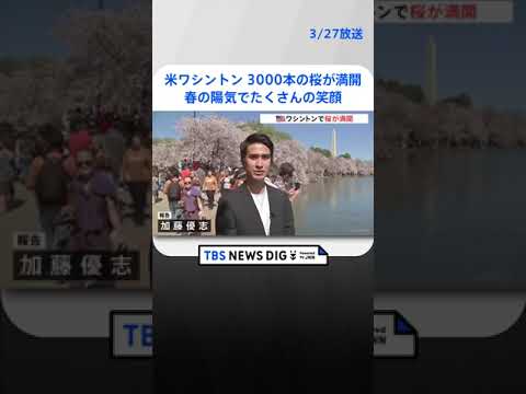 【お花見】米ワシントン 日米友好の証・3000本の桜が満開に　春の陽気のなか花見客でにぎわう｜TBS NEWS DIG #shorts