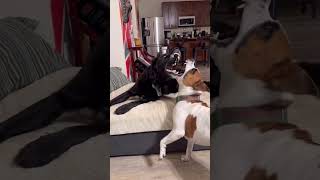 Video preview image #1 Bernese Mountain Dog-Retriever  Mix Puppy For Sale in Arlington, VA, USA