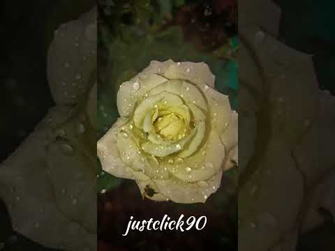 Beautiful Shriwardhan| श्रीवर्धन| October 2023