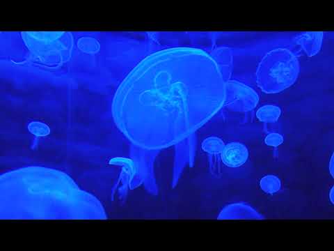 Soothing Jellyfish Aquarium Relaxing Underwater sounds for Sleep, Study, Meditation & Yoga
