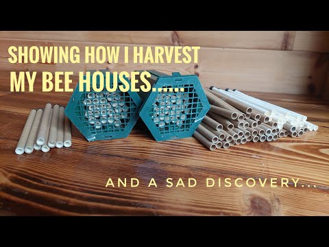 Harvesting Solitary Bees. is it something you should do? Watch this video.
