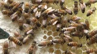 Weekly Beginner Series 2018 (split or not.)