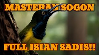 Download lagu Masteran Sogon (Sogok Ontong) Full Isian Sadis,Suara Brutal Bikin Tempur & Gacor #sogokontong #sogon mp3