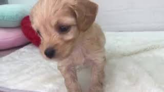 ハーフ犬の動画01