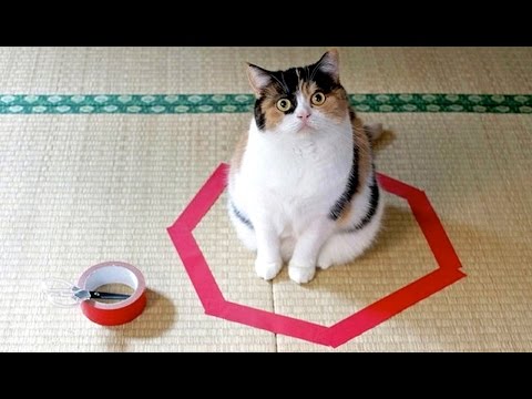 Cats Can't Resist Sitting In Circles | What's Trending Now