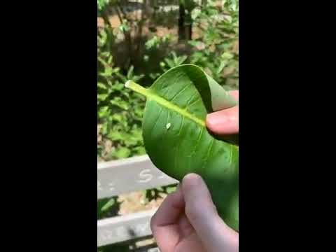 "Tails at Two": Poisonous Plants - Part 4: Milkweed