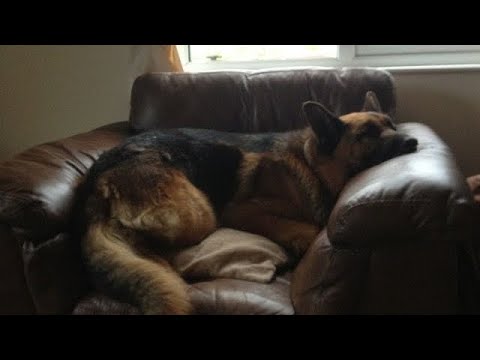 ♪     manifest   drvgs     .  (  req  ) ;   protection  ver