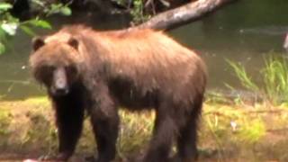 preview picture of video 'Brown Bear on Hoonah Island'