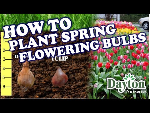 YouTube video about: When to plant bulbs in tennessee?