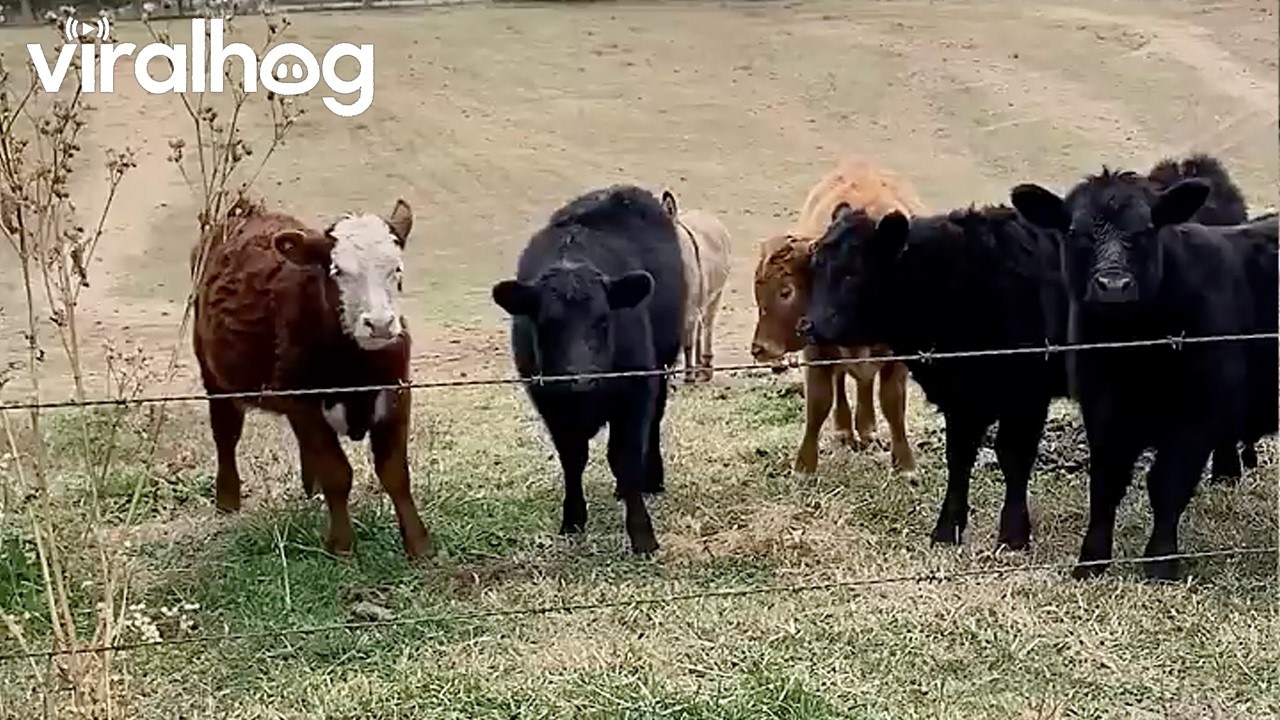 Zeke the Guard Donkey Protects His Herd || ViralHog