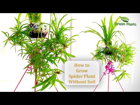 download lagu mp3 mp4 Snake Plant And Spider Plant, download lagu Snake Plant And Spider Plant gratis, unduh video klip Snake Plant And Spider Plant