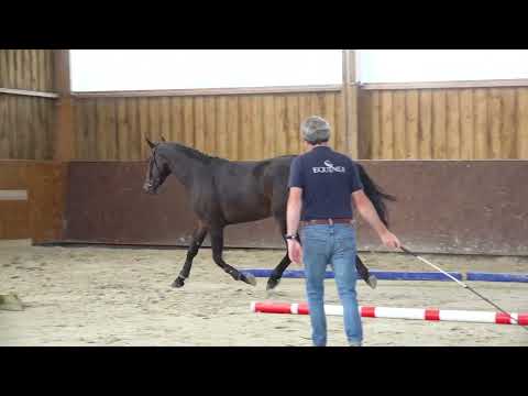 LIBELLULE DES FLAGUES