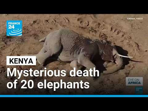 At least 20 elephants died in Kenya, theory of cianide poisoning contested