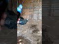 PEPSI Vs PEPSI ️ Asmr Pepsi Fight