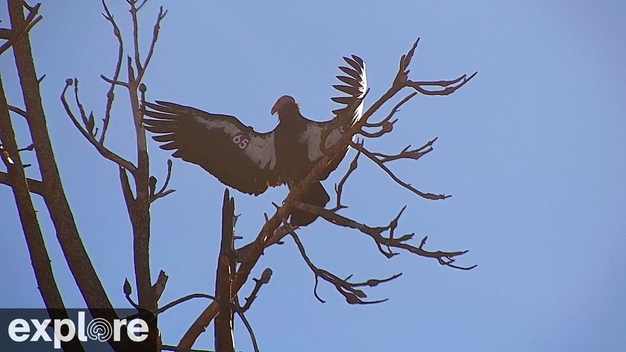 Live webcam view of Condor Roost Cam