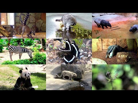 Black and White Animals in English for Kids (with videos)