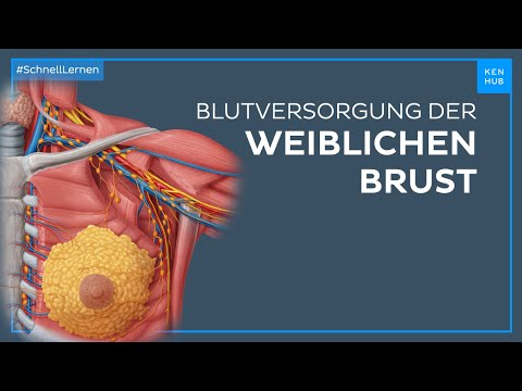 Blutversorgung der weiblichen Brust - Anatomie einfach erklärt | Kenhub
