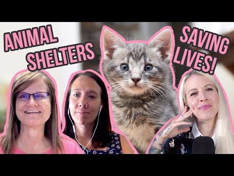 The Future of Cat Shelters! Where Are We Going, and How Do We Get There?