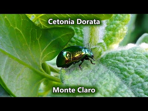 Goldene Cetonia ~ Cetonia Aurata | Tiere auf Sardinien